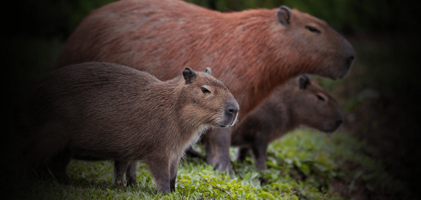 About Us | Ghost Ranch Exotics