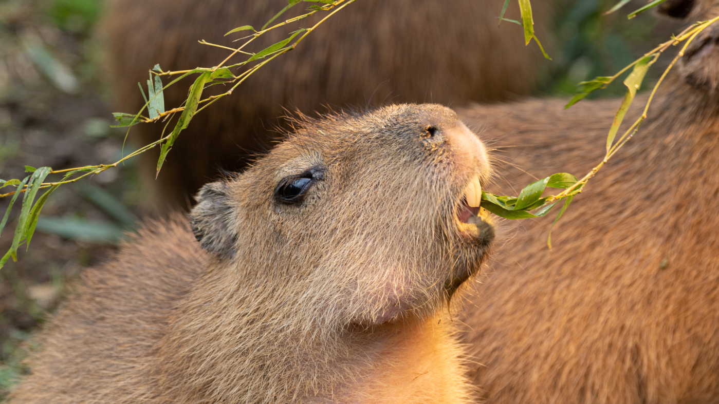 About Capybara | Ghost Ranch Exotics