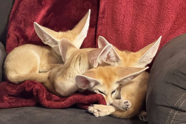 Three fennec foxes sleeping on a red blanket on a gray couch.