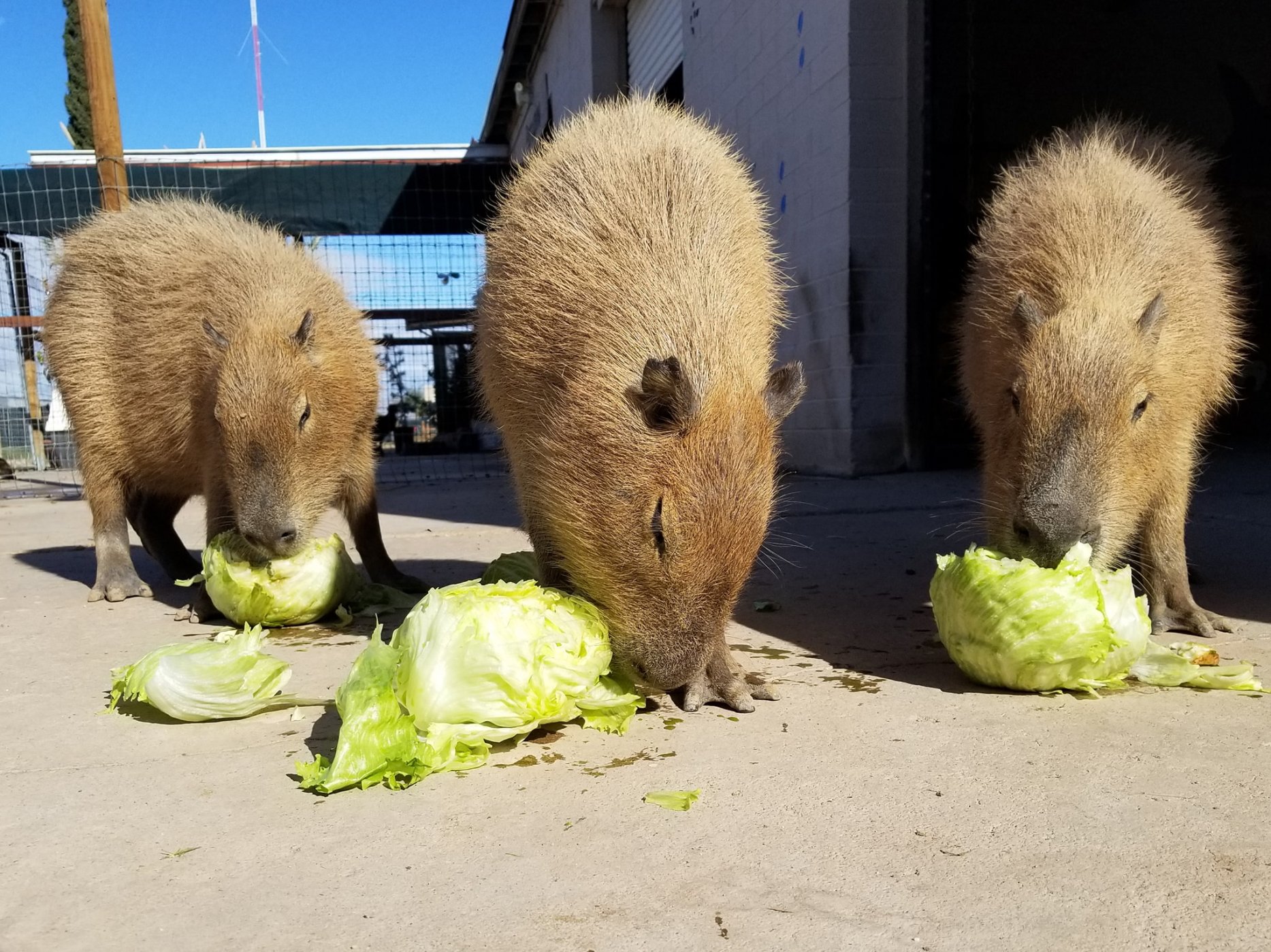 Ghost Ranch Exotics | Marana, AZ Exotic Animals & Capybara Zoo