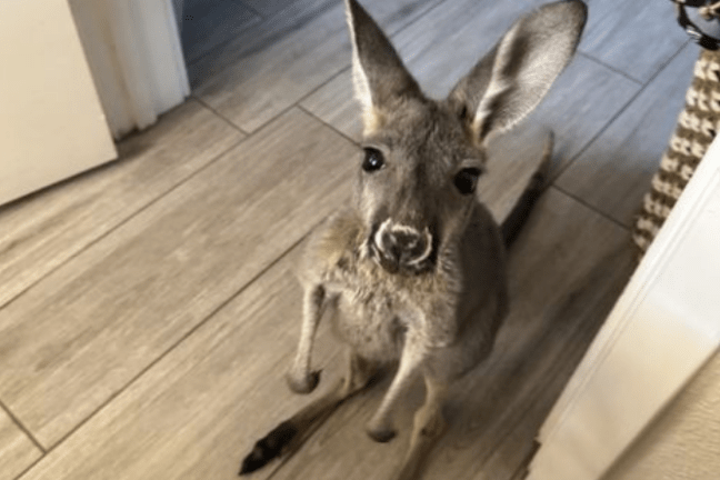 Young kangaroo sitting on a tiled floor indoors, looking up.
