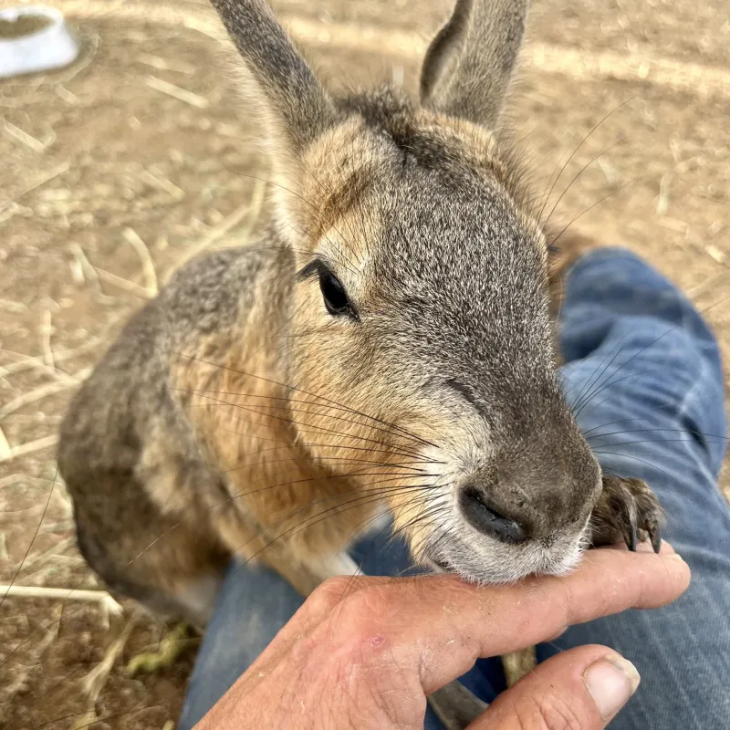 A small mammal, possibly a Patagonian mara, nibbles on a person's finger.