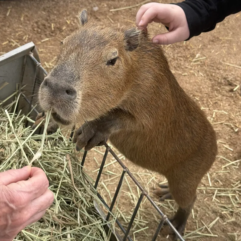 Capybara standing on hind legs, eating hay, being petted by two hands.