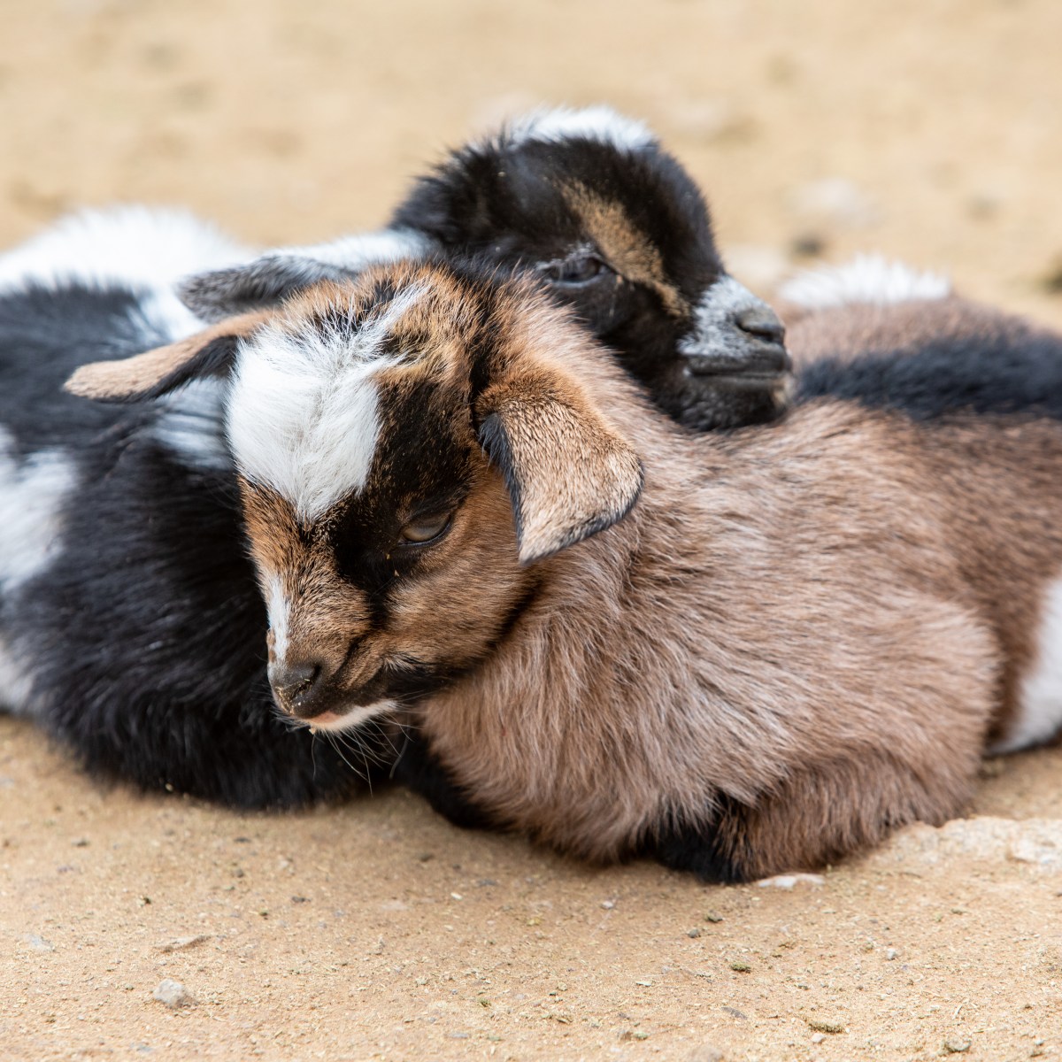 Two baby goats cuddling on sandy ground.