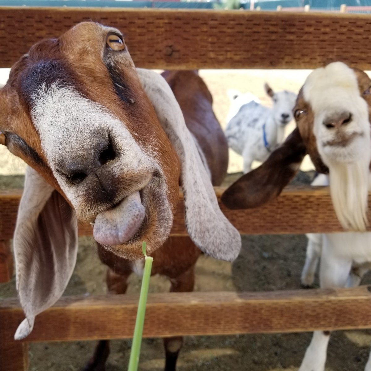 Two goats behind a wooden fence, one eating a green stalk.