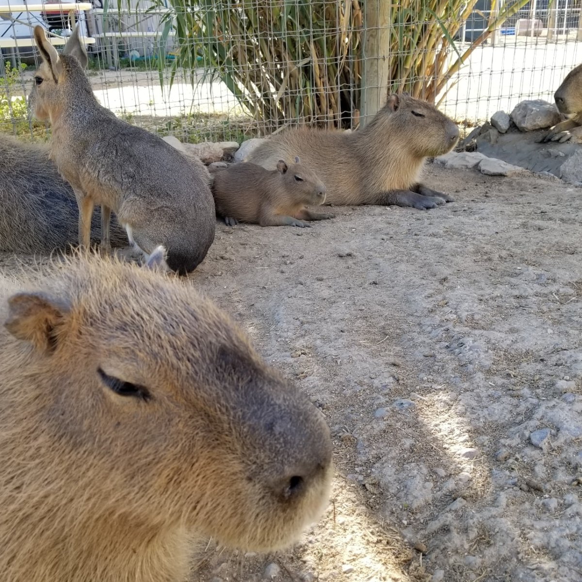 Group of capybaras resting on sandy ground near a fence.