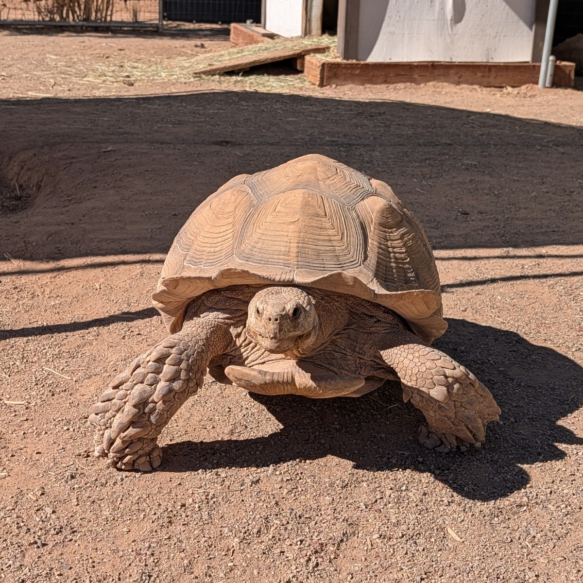Tortoise walking on sandy ground in a sunny outdoor area.