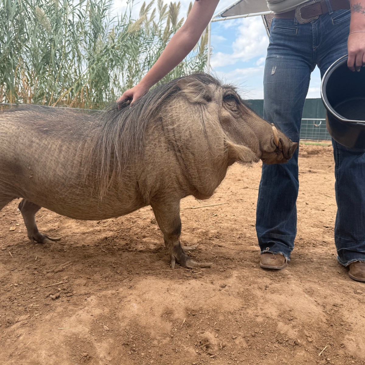 Person petting a warthog standing on dirt, holding a black bucket.