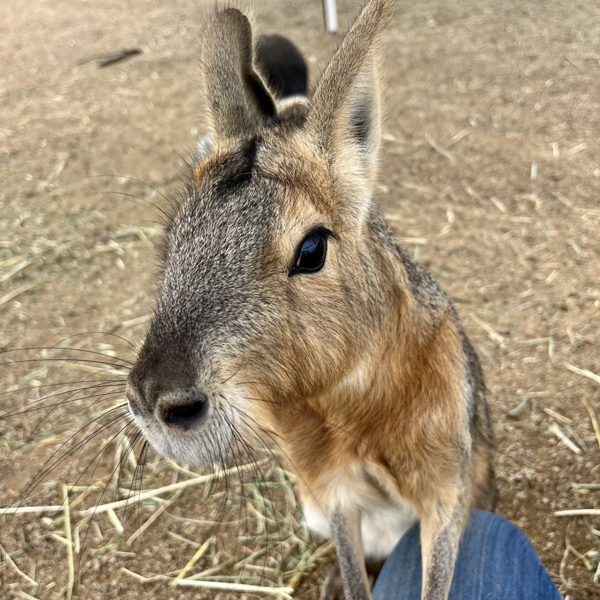 Close-up of a Patagonian mara with one paw on a person's knee.