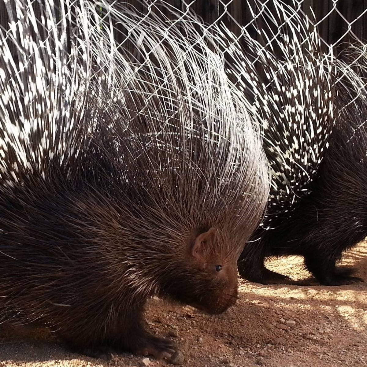 Two porcupines with long spines stand on dirt near a chain-link fence.